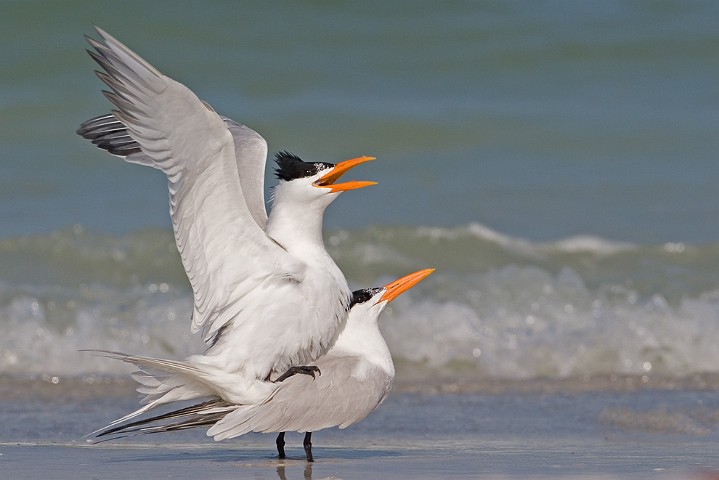 Knigseeschwalbe Sterna maxima Royal Tern